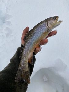 Brook Trout