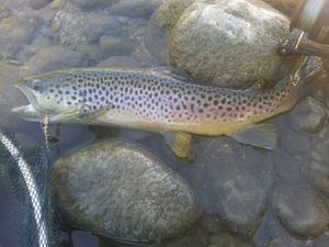 Brown Trout