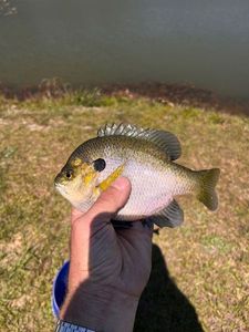 Bluegill