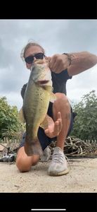 Largemouth Bass