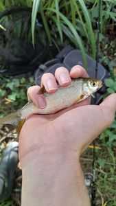 Roach