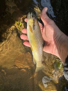 Brown Trout