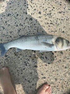 European Bass (Seabass)