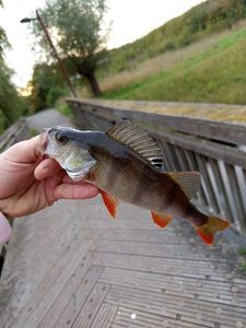 European Perch