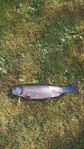 Rainbow Trout