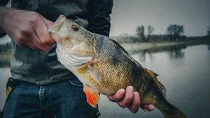 European Perch