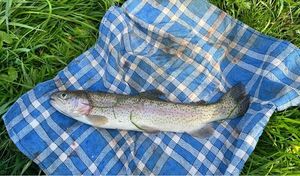 Rainbow Trout