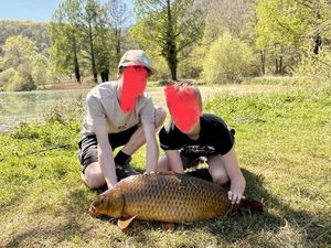 Common Carp