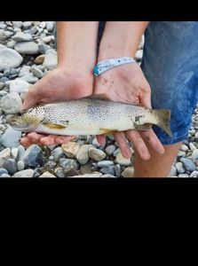 Brown Trout