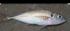 Atlantic Horse Mackerel