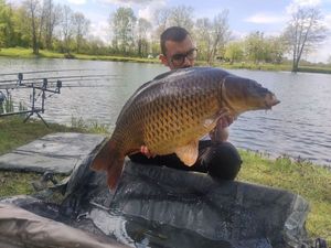 Common Carp
