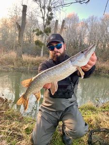 Northern Pike