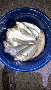 Atlantic Horse Mackerel