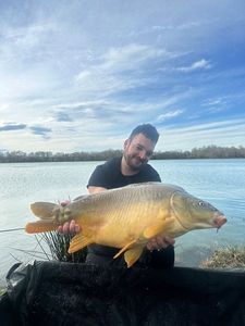 Mirror Carp