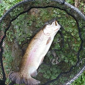 Rainbow Trout
