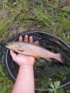 Brown Trout