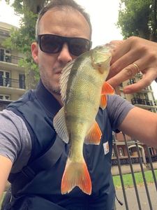 European Perch