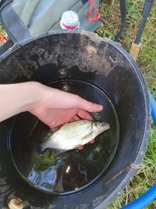 White bream
