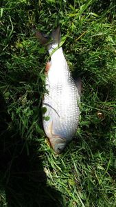 Crucian Carp