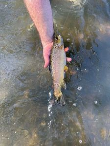 Brown Trout