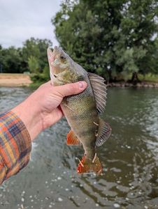European Perch