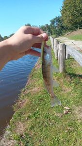 Zander