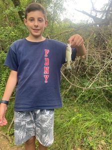 Largemouth Bass