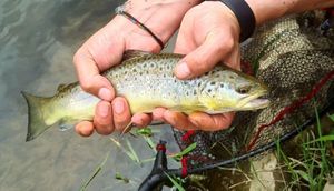 Brown Trout