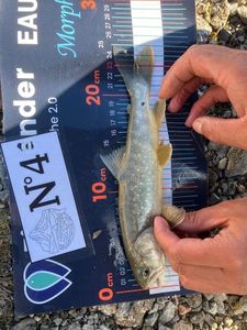 Arctic Char