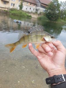 European Perch