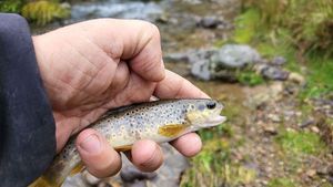 Brown Trout