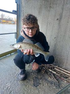 Zander