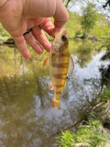 European Perch