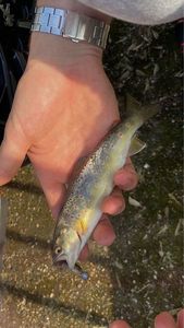 Brown Trout