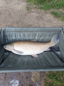 Grass Carp