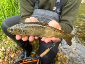 Brown Trout