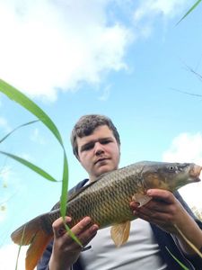 Common Carp