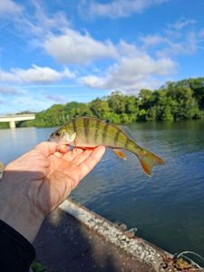 European Perch