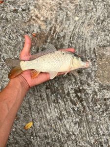 Common Carp