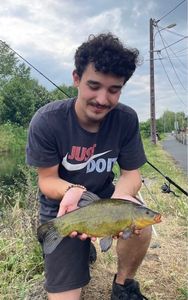 Tench
