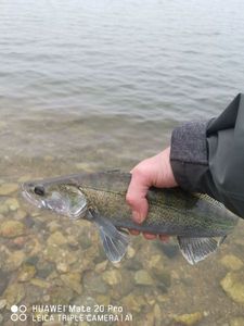 Zander