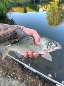 Common Bream