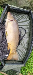 Leather Carp