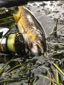 Brown Trout