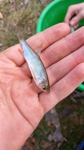 Roach