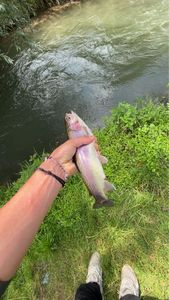 Rainbow Trout