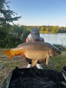 Mirror Carp