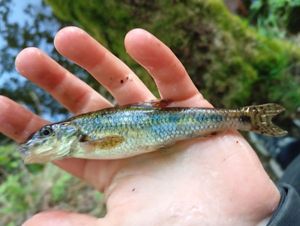 Gudgeon