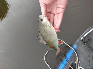 European Perch