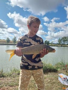 Common Carp